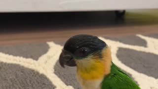 Caique parrot gets nervous when he is around a green bean