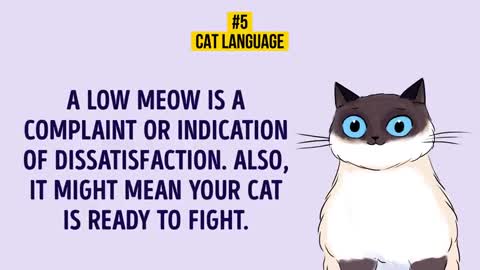 How you can understand your cat better with in few few trick