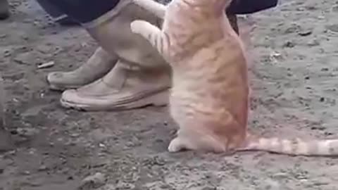 Cat Loves To Drink Fresh Milk From Cow