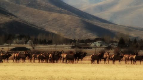 big herd of elk in a field by town panning shot