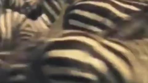 zebra kicks lion