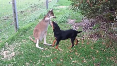 Dog With Kangaroo 🦘