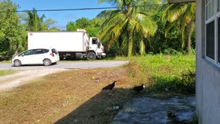 #27 TV-South Andros - "The Buzzards Get A Treat"