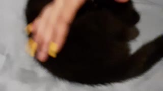 Black kitty play