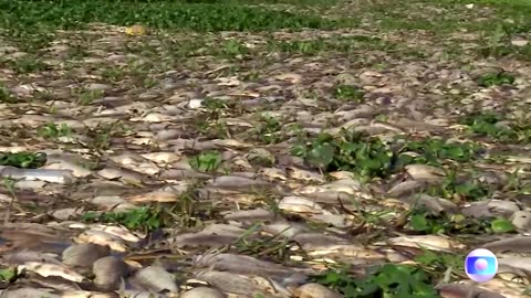 Thousands of dead fish blanket Brazil river