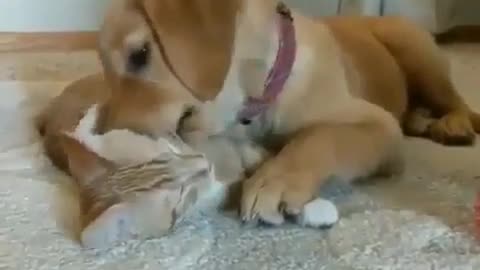 Dog And Cat Friends Cuddling! So CUTE!!