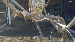 Animal Caretaker Checks On Rescued Owl