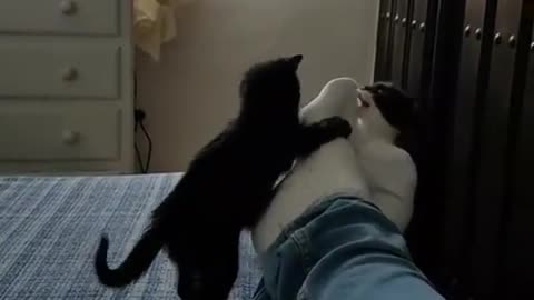 2 Black Kittens Playing On the Bed