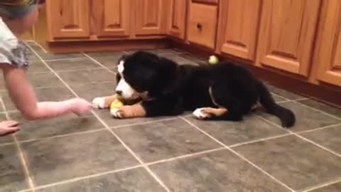 Puppy's adorable reaction to the dreaded lemon