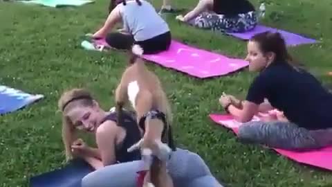 Playful Goats disrupting yoga class