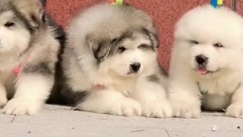 Funniest and cutest puppies