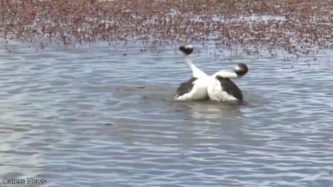 This is called a hooded grebe and they have one of the most ridiculous courtship dances