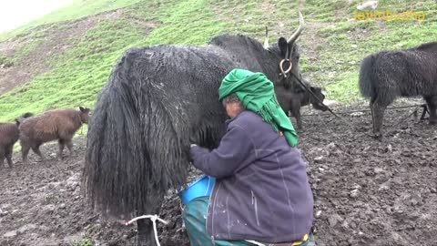 milking in yak farm || Nepal || dolpa || lajimbudha ||