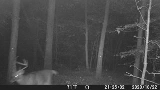Squiggly on trailcam. Oct. 2020