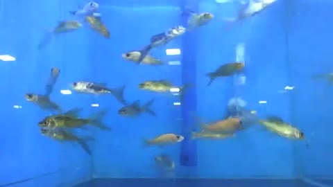 Lots of carp in the store's aquarium, they are wonderful fish [Nature & Animals]