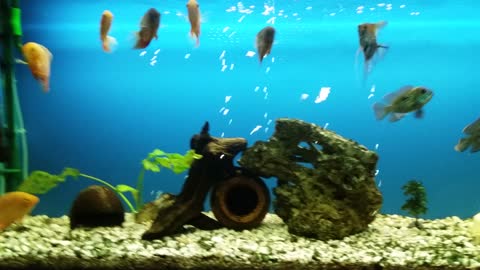Aquarium ciklidi fish