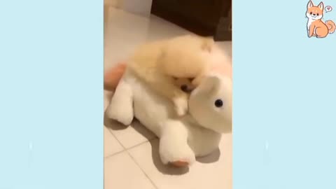 Baby dog playing with toy