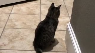 Cat Chasing Shadow