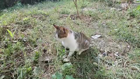 Cute stray cats who don't get along with each other.