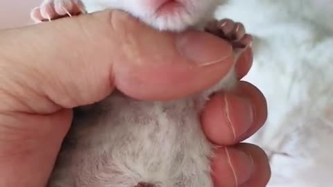 Funniest Baby Animals Real