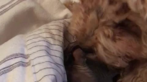Dog licking cat continuously