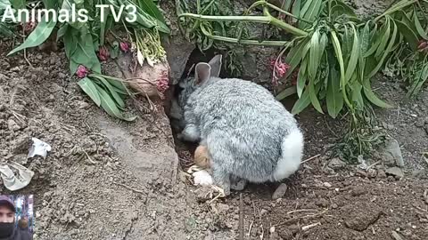 Rabbit and baby