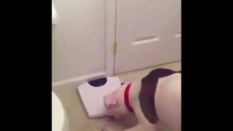 Dog Definitely Not Happy With What She Sees On The Bathroom Scale