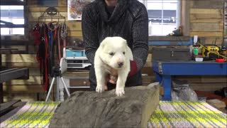 Central asian shepherd puppies boys