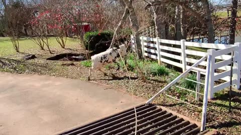 Rancher Ropes Escaping Calf