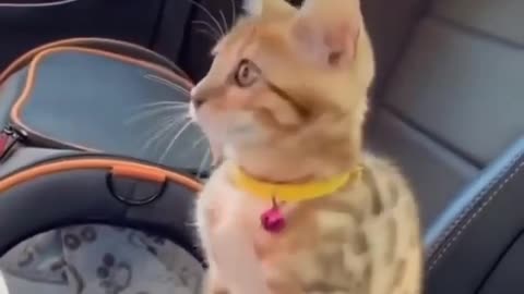 cat in the car wash, what happened