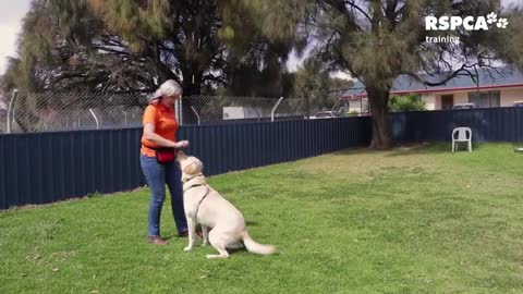 How to perfectly teach your dog to sit and drop !!!!!