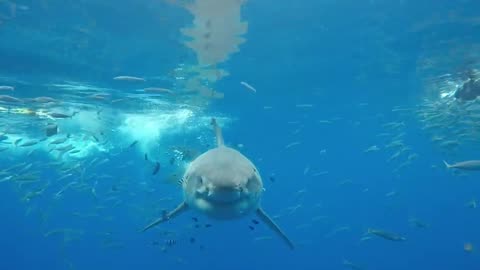 Great White Shark Face to Face