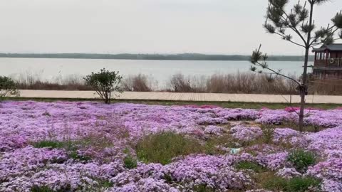 Pink flowers