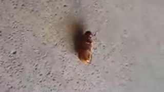This beetle has impressive break-dancing moves