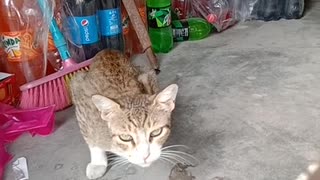 Hungry Cat Eating meat