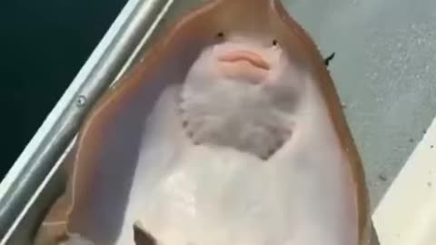 FUNNY FISH TICKLING