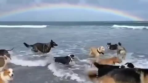 Cachorrinhos correndo no paraíso ❤️❤️❤️