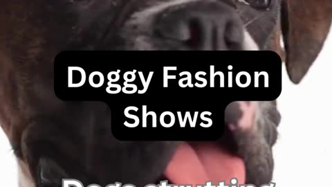 Doggie Fashion