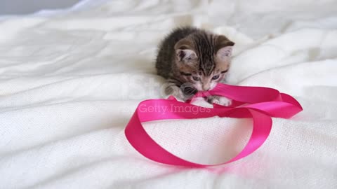 Cute Cat having fun with pink ribbon on white bed