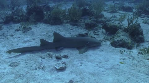 Nurse Shark and Bahamas Reef Shark Don't Be Afraid Let's Chase!!!