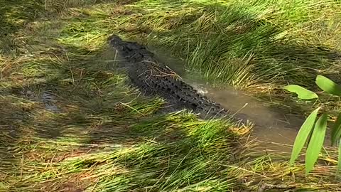 Stealthy Saltwater Crocodile Hidden in Plain Sight