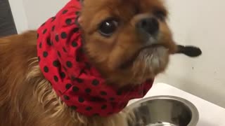 A dog dressed like a ladybug burps