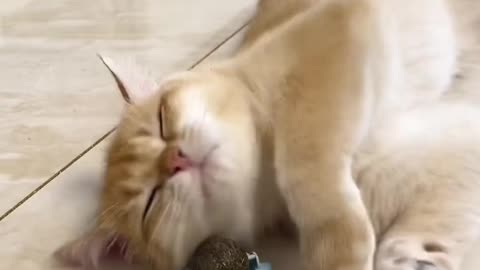 The cat plays with a ball that spins around itself and is having fun