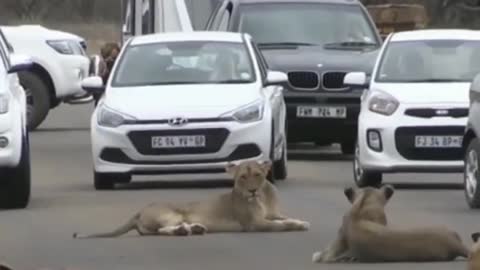 KRUGER PARK'S LARGEST LION PRIDE