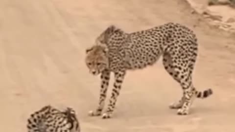 Serval VS Cheetah😱😱 |Wild Animals Video