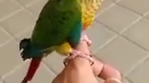 Beautiful parrot video❤