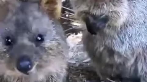 Quokka also known as The Happiest animal!