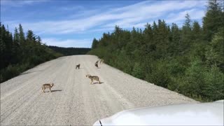 Pack of baby wolves show off their howling skills
