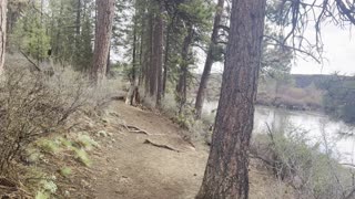 Hiking Forest Shoreline of Deschutes River Trail – Central Oregon – 4K