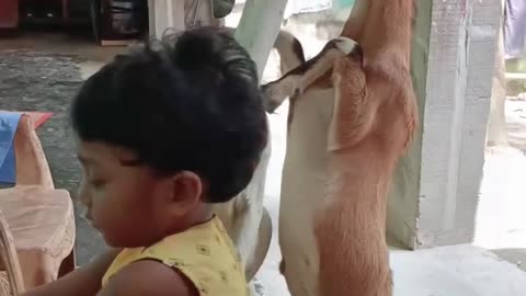 The goat is trying to eat food while standing like a human